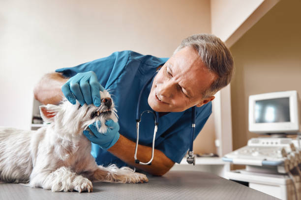 Best Emergency Dental Extractions in Naranja, FL